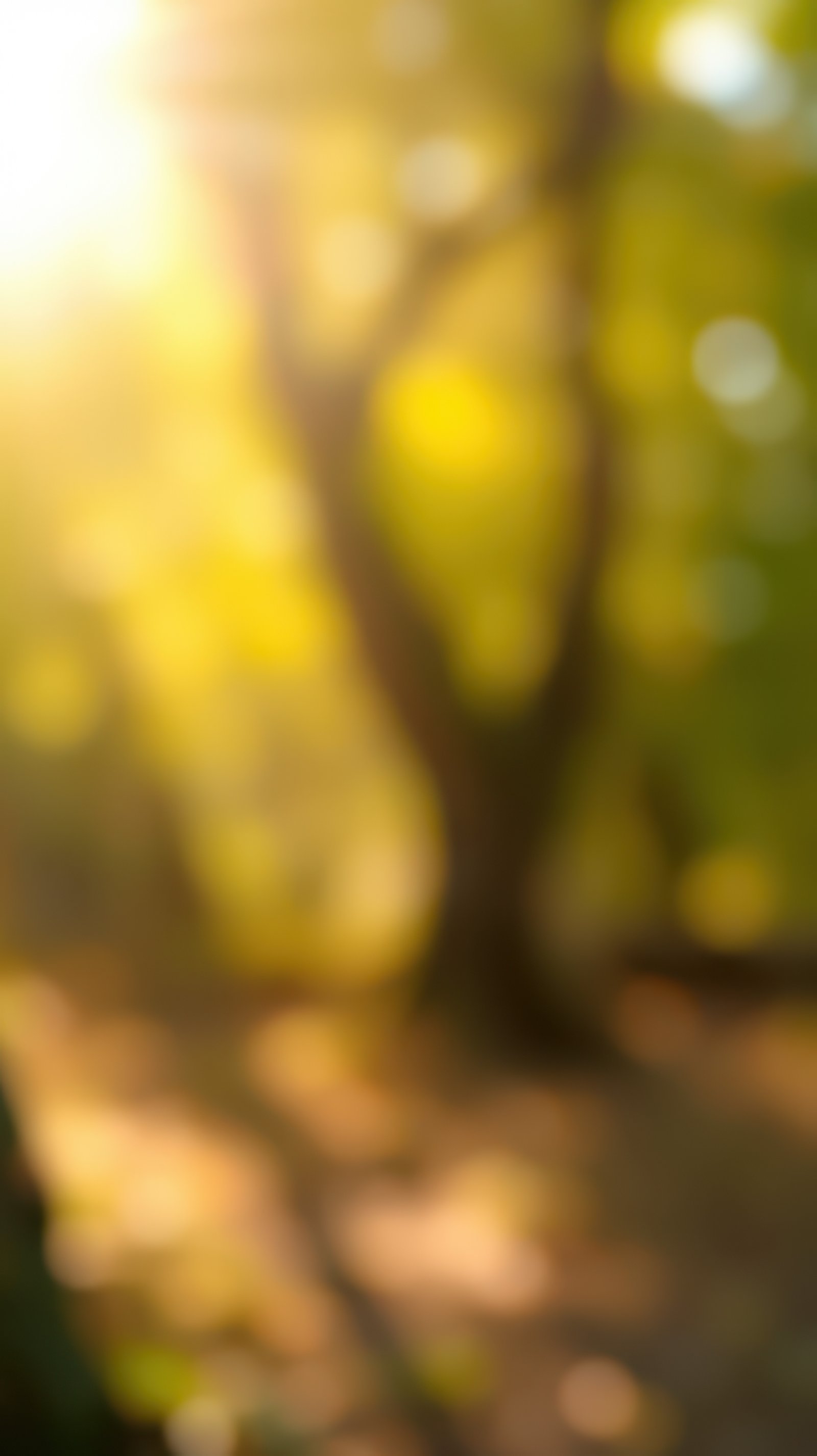Warm sunlight filters through a vibrant forest canopy during a peaceful autumn afternoon walk